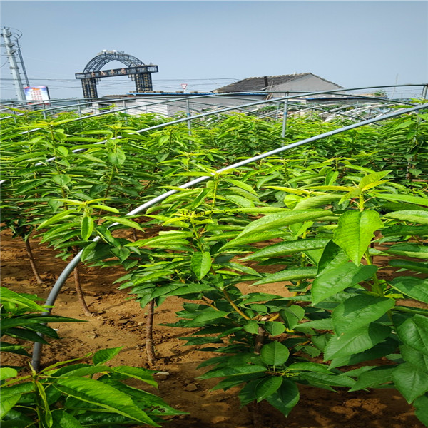 哪里有梨树苗，梨树品种那个好吃