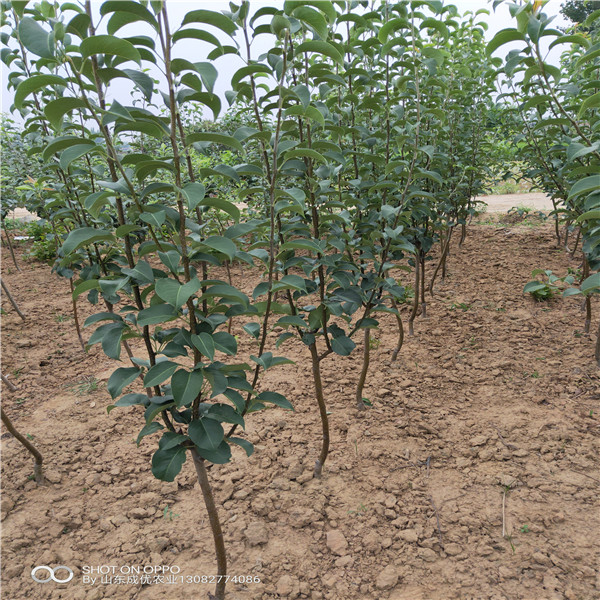 早熟梨樹苗，秋月梨種植技術(shù)