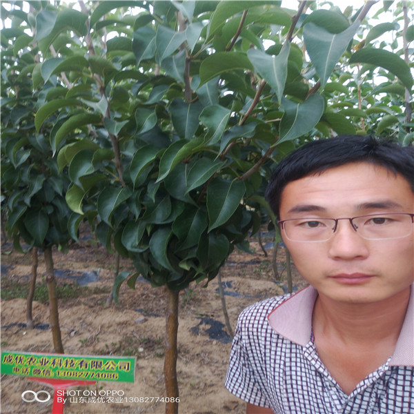 秋月梨樹(shù)苗，3公分秋月梨樹(shù)苗