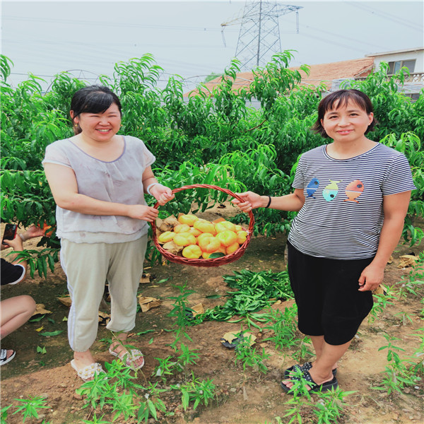 夏玉梨樹苗，梨子樹苗多少錢一棵