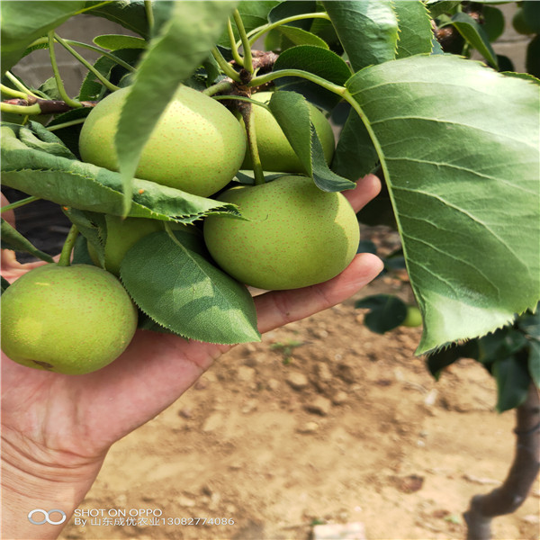 秋月梨種植技術(shù)，好的梨樹品種