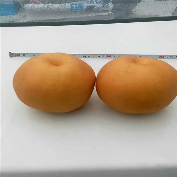 梨樹苗新品種，梨樹什么品種好