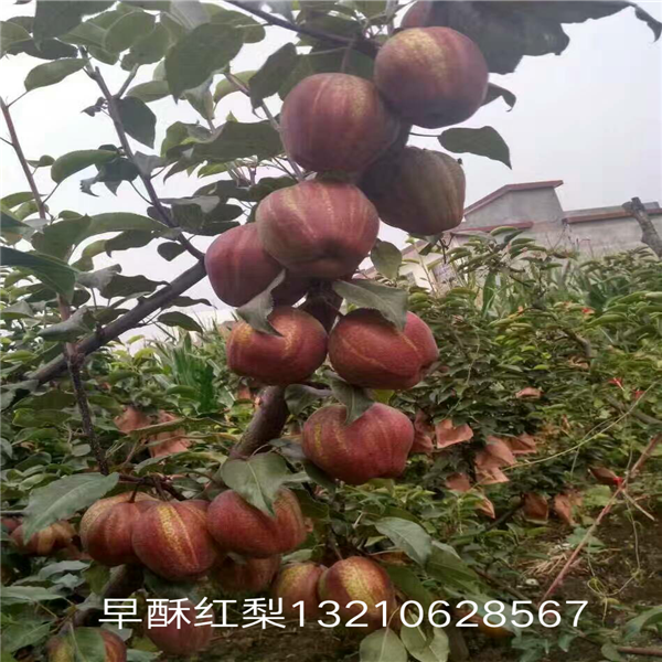 梨树那个品种好，梨树什么品种好