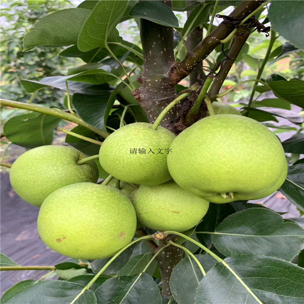 黃金梨樹苗，晚秋梨樹苗價(jià)格