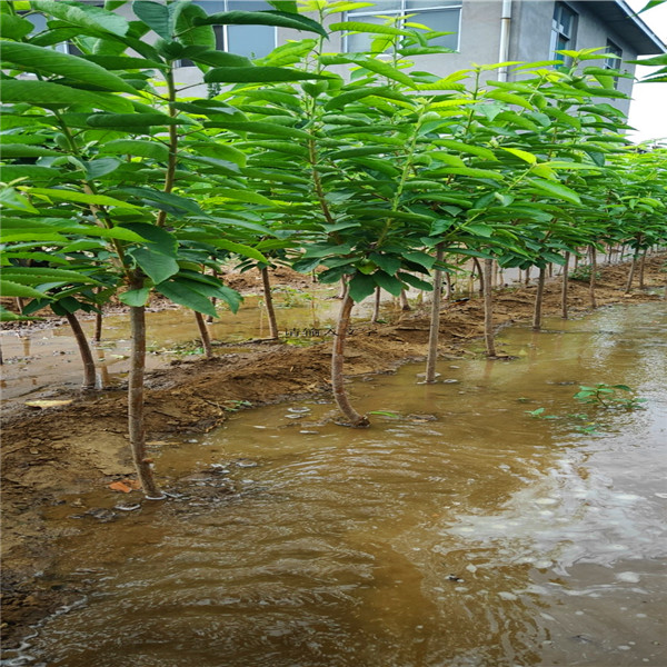 早熟梨樹苗，秋月梨種植技術(shù)