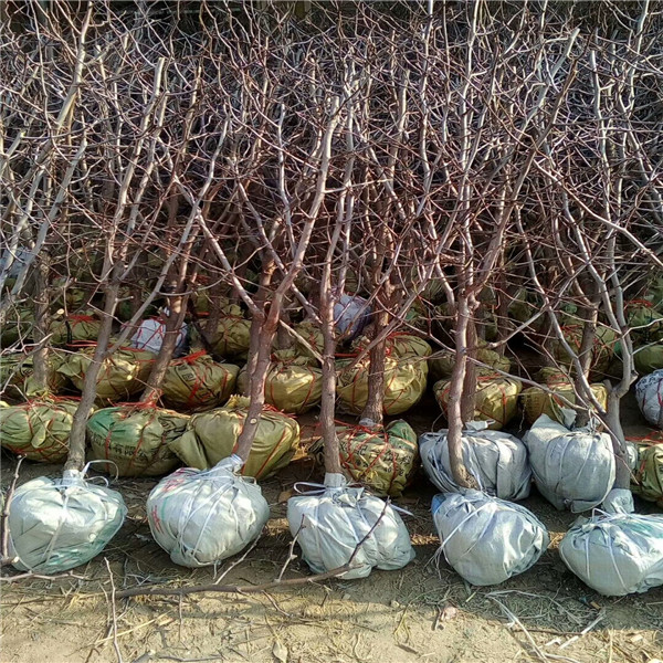 棗樹苗多少錢，冬棗樹苗多少錢一棵