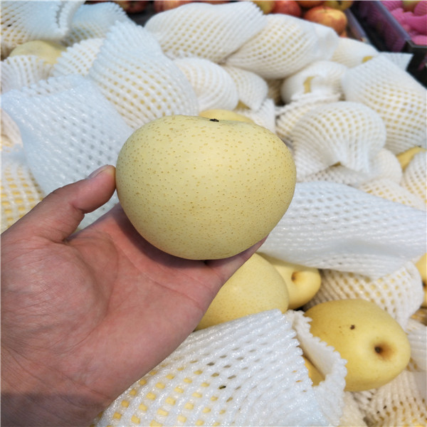 秋月梨樹(shù)苗，河南梨樹(shù)苗多少錢