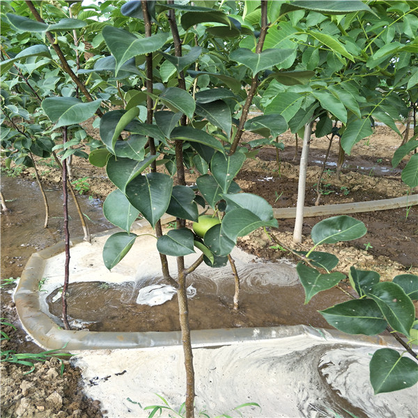 梨樹苗多少錢，哪里梨樹苗便宜