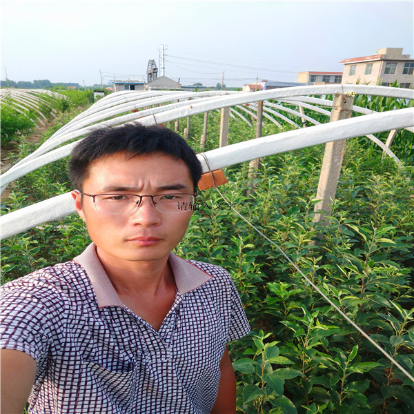 梨樹苗什么品種好，新品種梨樹有哪些