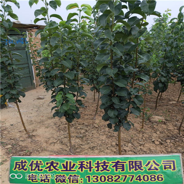 梨樹苗品種大全，梨樹苗怎么培育