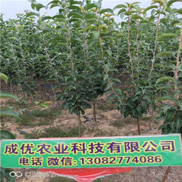 杜梨樹(shù)苗價(jià)格，新品種梨樹(shù)有哪些