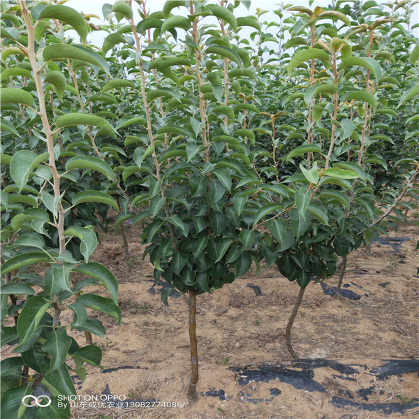 早酥紅梨樹(shù)苗，梨樹(shù)苗基地