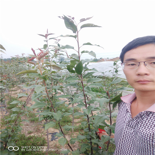 新品種梨樹苗多少錢，哪里有梨樹苗