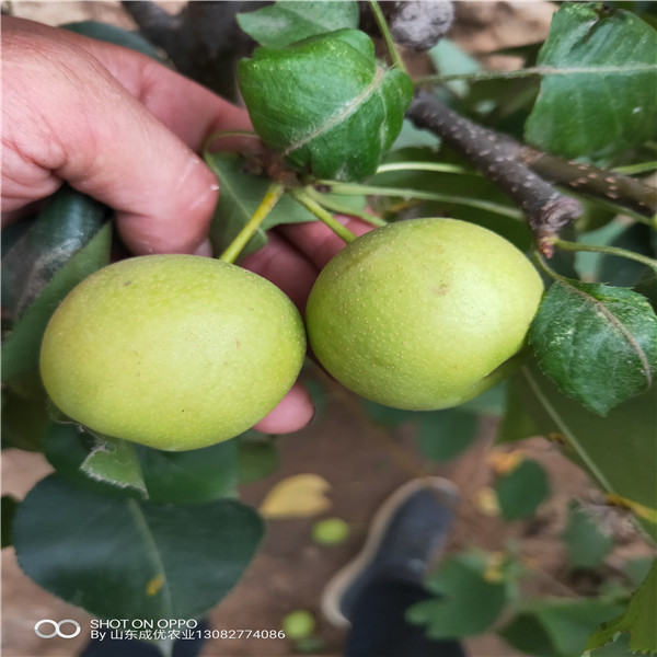 梨樹(shù)苗新品種，梨樹(shù)苗新品種哪里有