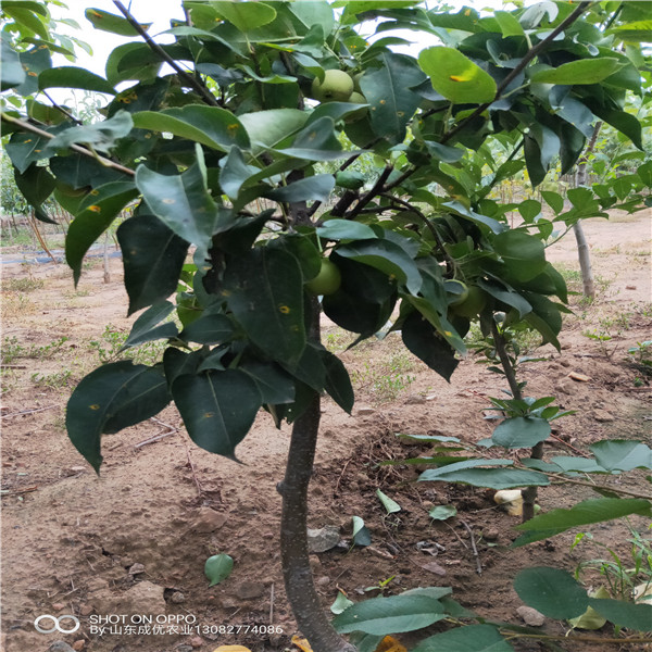早酥紅梨樹苗價(jià)格，梨樹苗報(bào)價(jià)一棵多少錢