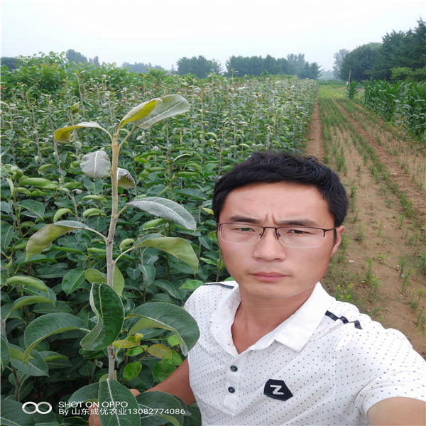 梨樹苗哪家好，梨樹苗什么時(shí)間栽