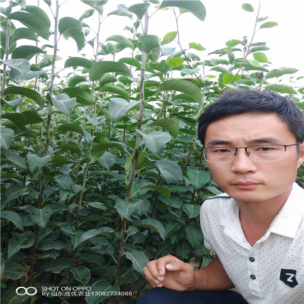 梨樹苗怎么種植，梨樹苗種類