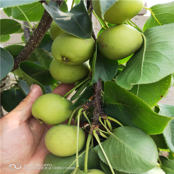 梨樹苗怎么種植，梨樹苗種類