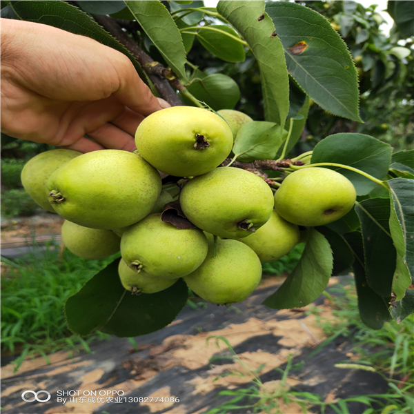 红香酥梨树苗，红梨树苗基地