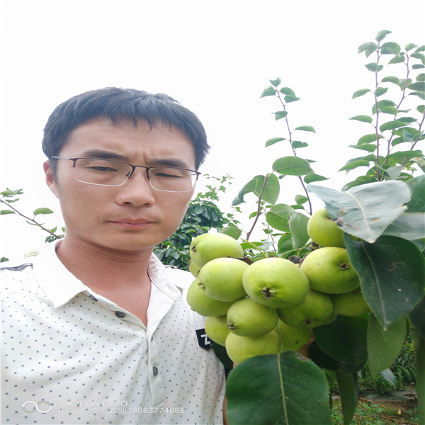 梨樹(shù)苗新品種，梨樹(shù)苗新品種哪里有
