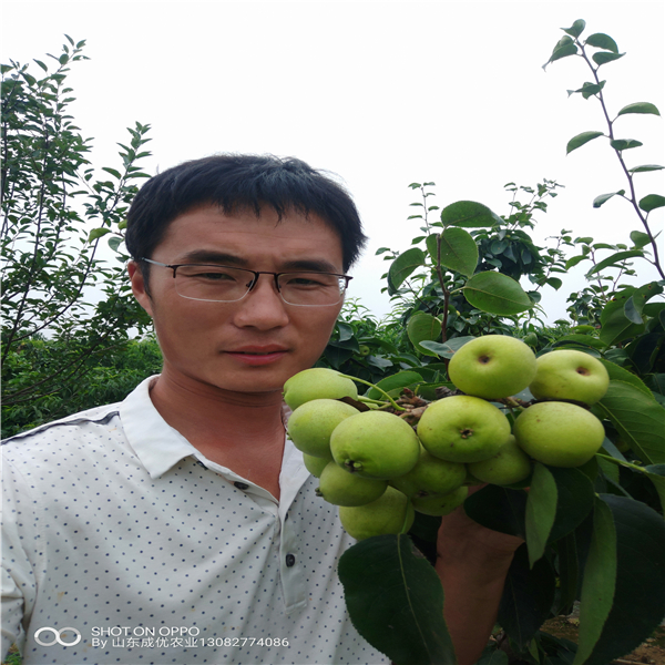 秋月梨樹苗，梨樹苗怎么管理