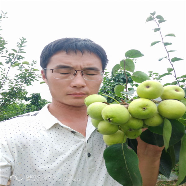 早酥紅梨樹苗價(jià)格，梨樹苗報(bào)價(jià)一棵多少錢