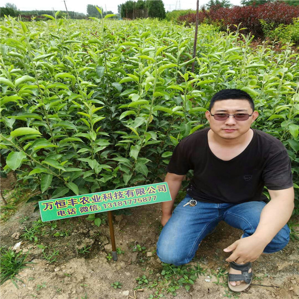梨樹苗多少錢一顆，新品種梨樹怎么樣