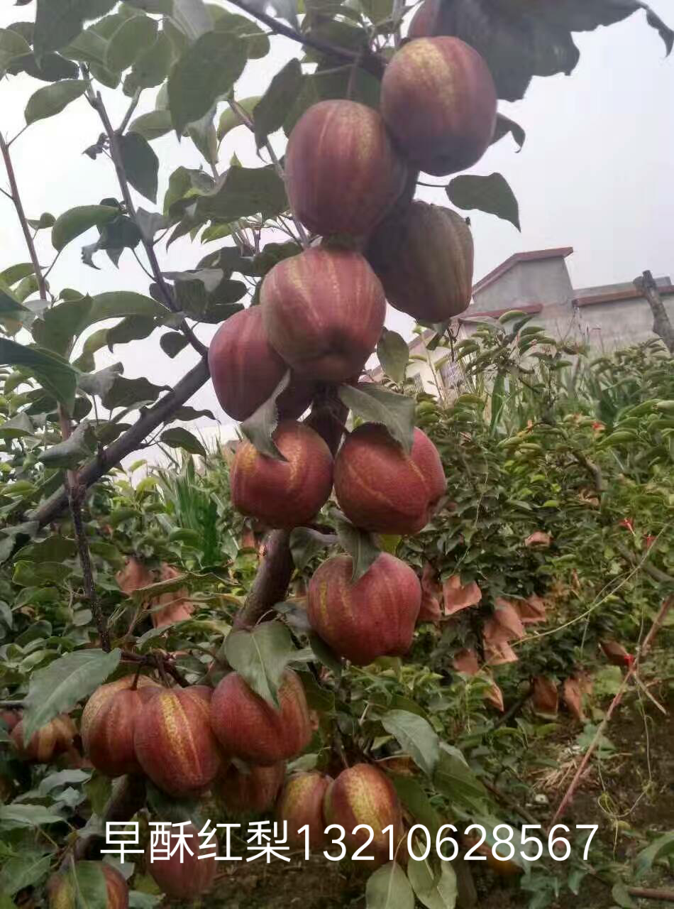 梨樹(shù)苗新品種，梨樹(shù)苗新品種哪里有