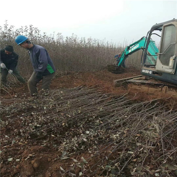 基地出售1公分梨苗，梨樹苗報價一棵多少錢