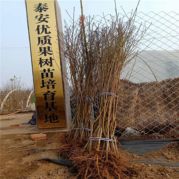 梨樹苗哪家好，梨樹苗什么時(shí)間栽