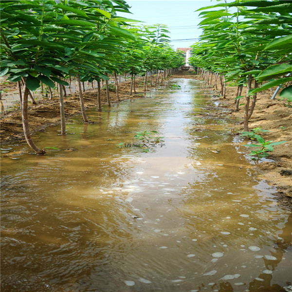 红香酥梨树苗，红梨树苗基地