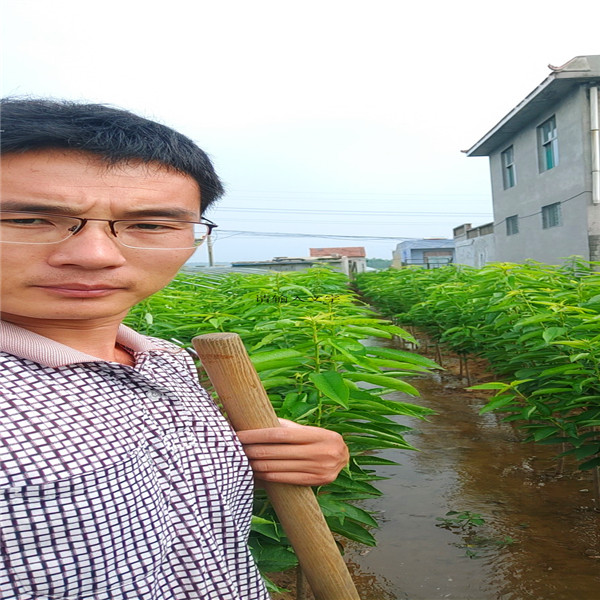 梨樹苗怎么種植，梨樹苗種類