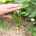 法兰地草莓苗，草莓苗什么时候种植