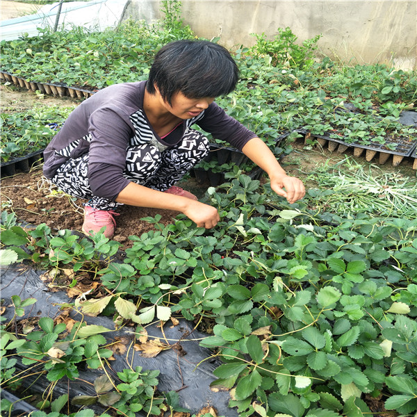 雞心小蘋果樹苗，蘋果苗基地,一根蘋果樹苗價格