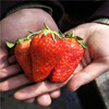 济南草莓苗，草莓苗价格