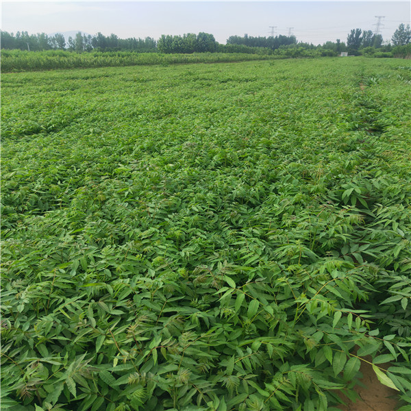 雞心小蘋果樹苗，蘋果苗基地,一根蘋果樹苗價格
