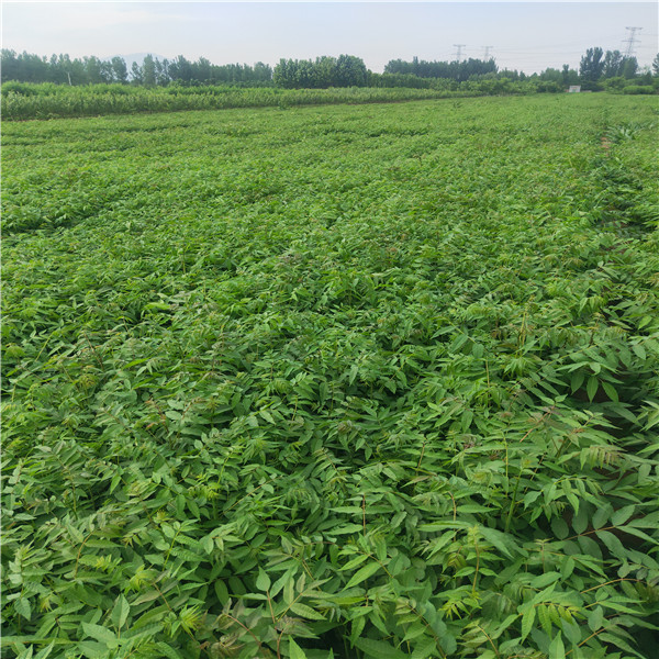 石榴苗幾年能結(jié)果  多錢一棵