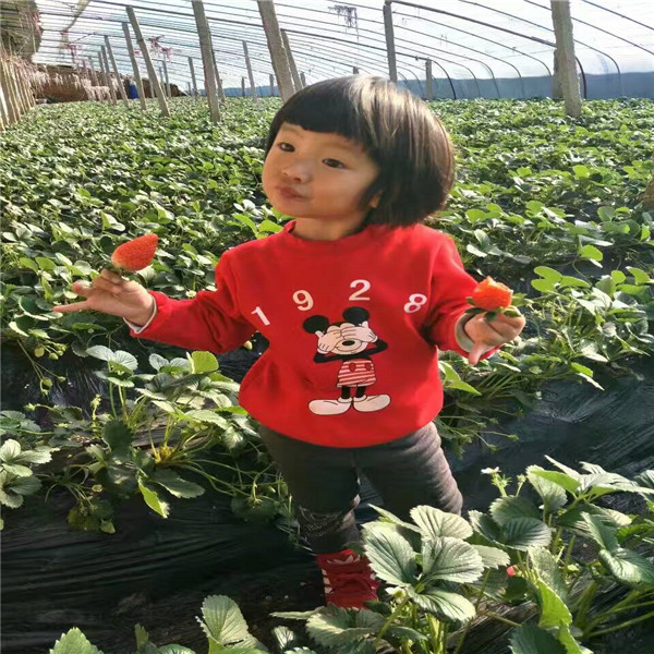 無花果  波姬紅無花果介紹