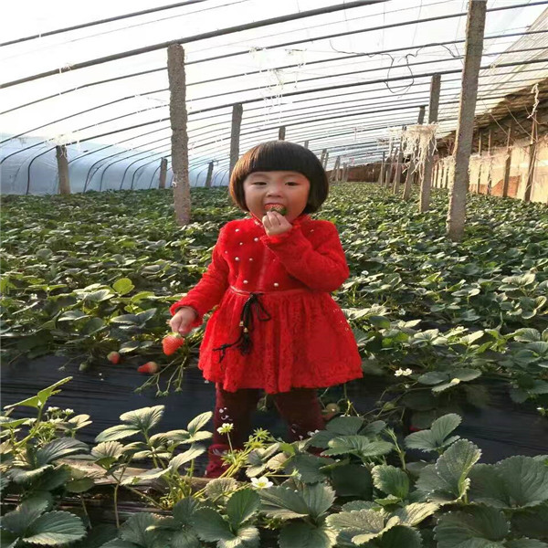 哪里有無花果  無花果樹苗品種有哪些耐寒的