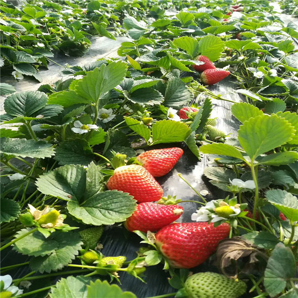 雞心小蘋果樹苗，蘋果苗基地,一根蘋果樹苗價格