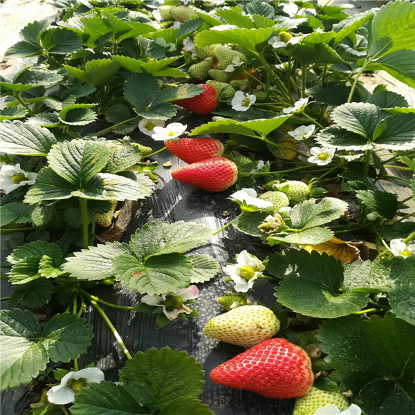 雞心小蘋果樹苗，蘋果苗基地,一根蘋果樹苗價格