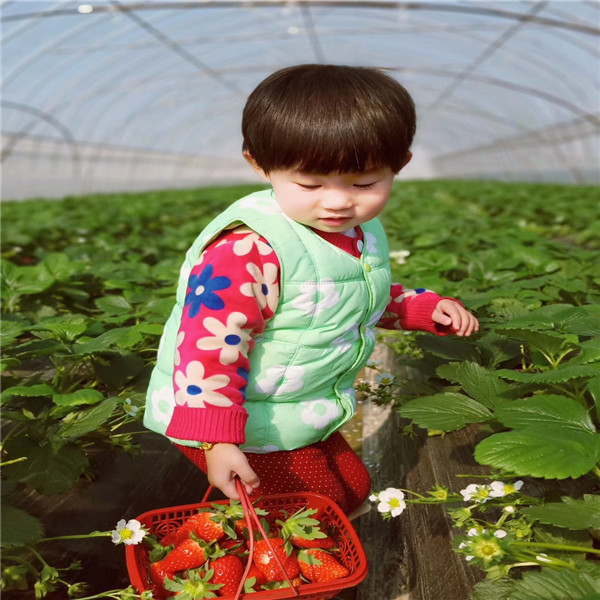 波姬紅無花果  波姬紅無花果葉子圖片