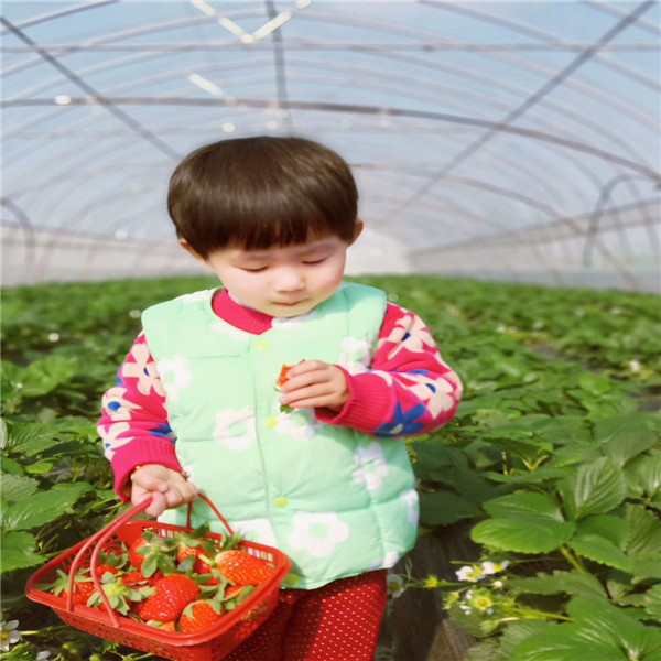 波姬紅無花果  波姬紅無花果栽培技術(shù)視頻