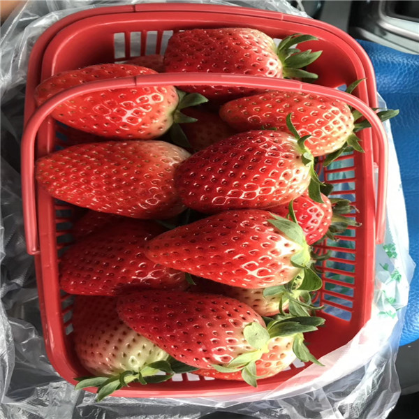 八棱海棠基砧蘋果樹苗，中秋王蘋果樹苗,一根蘋果樹苗價格