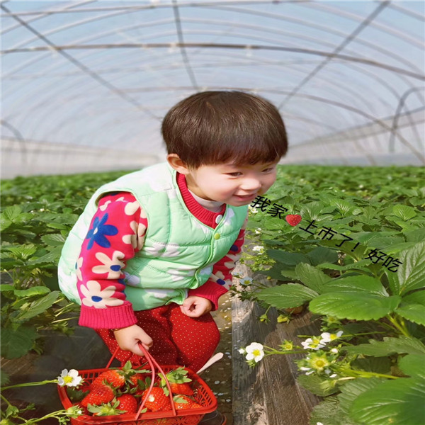 無花果  波姬紅無花果介紹