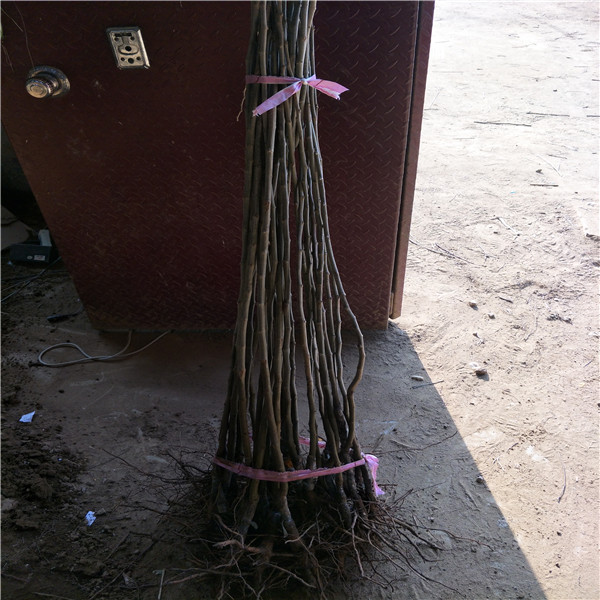 哪里賣板栗苗，板栗苗多少錢一棵