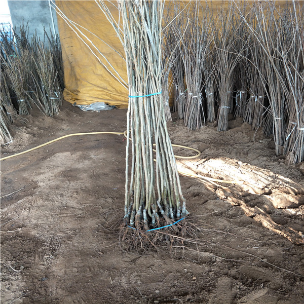 哪里有板栗苗，四川嫁接板栗苗基地
