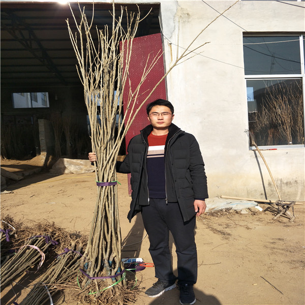板栗苗管理，板栗苗種植技術(shù)