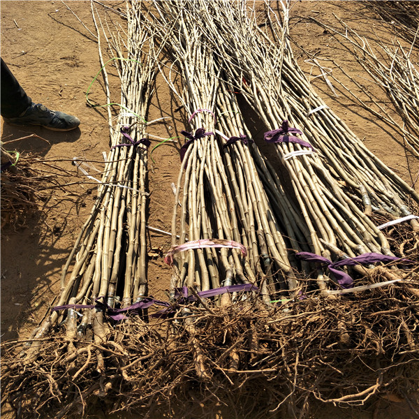 板栗苗管理，板栗苗種植技術(shù)