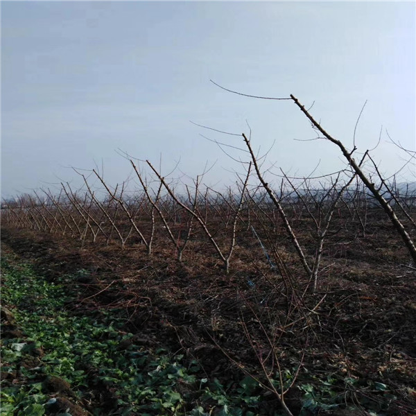 哪里有板栗苗，四川嫁接板栗苗基地